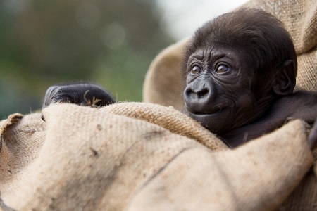 Photo from Woodland Park Zoo